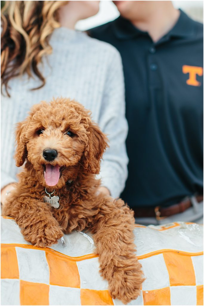 University of Tennessee senior pictures goldendoodle graduation with Bristol Virginia graduate photography at Warehouse 817